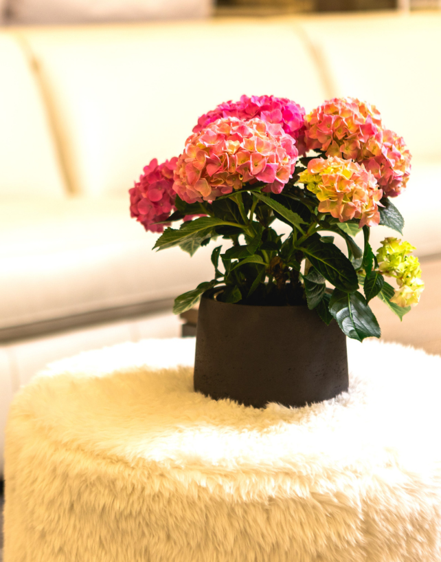 One Floral | Pink Sunset™
